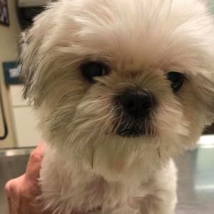 Meet your Posher, Ginger